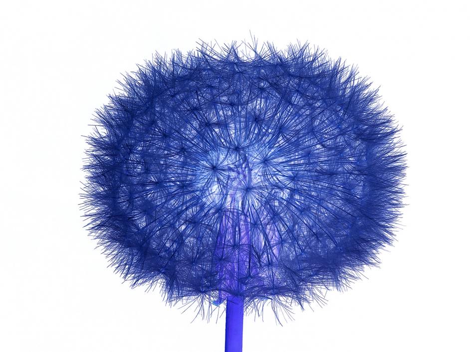 Dandelion in Blue.jpg